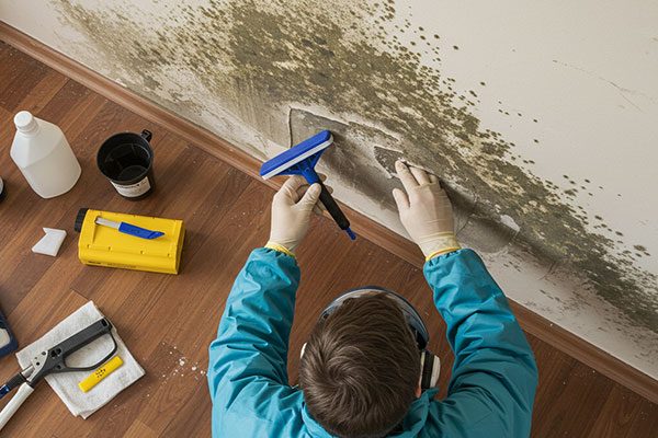 Mold Remediation Services Danville Illinois